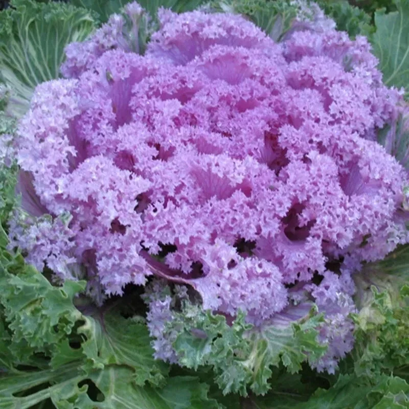 200+ Ornamental Kale Autumn Mix Seeds - Flowering Cabbage Non-GMO - Image 5