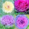 200+ Ornamental Kale Autumn Mix Seeds - Flowering Cabbage Non-GMO - Image 1