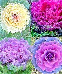 200+ Ornamental Kale Autumn Mix Seeds - Flowering Cabbage Non-GMO - Image 1