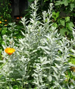 200 Prairie Sage Wormwood Seeds - Artemisia Ludoviciana - Fringed Sagebrush Sagewort - Image 2