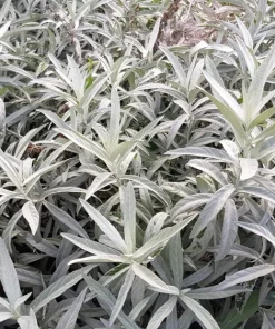 200 Prairie Sage Wormwood Seeds - Artemisia Ludoviciana - Fringed Sagebrush Sagewort - Image 5