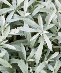 200 Prairie Sage Wormwood Seeds - Artemisia Ludoviciana - Fringed Sagebrush Sagewort - Image 6