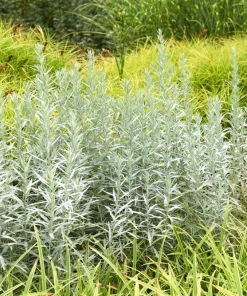200 Prairie Sage Wormwood Seeds - Artemisia Ludoviciana - Fringed Sagebrush Sagewort - Image 7