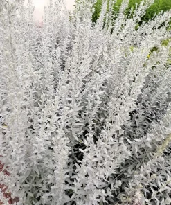 200 Prairie Sage Wormwood Seeds - Artemisia Ludoviciana - Fringed Sagebrush Sagewort - Image 8