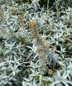 200 Prairie Sage Wormwood Seeds - Artemisia Ludoviciana - Fringed Sagebrush Sagewort - Image 9