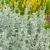 200 Prairie Sage Wormwood Seeds - Artemisia Ludoviciana - Fringed Sagebrush Sagewort - Image 1