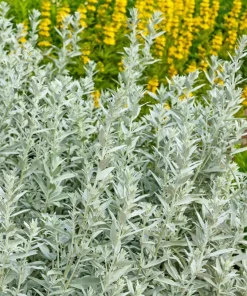 200 Prairie Sage Wormwood Seeds - Artemisia Ludoviciana - Fringed Sagebrush Sagewort - Image 1
