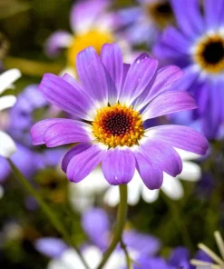 200 Purple Mix Swan River Daisy Seeds - Brachyscome Iberidifolia Flower Seeds - Image 10