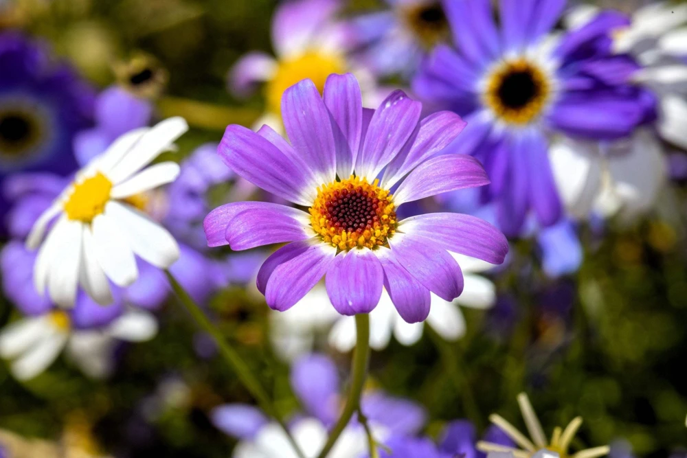200 Purple Mix Swan River Daisy Seeds - Brachyscome Iberidifolia Flower Seeds - Image 10