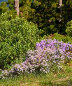 200 Purple Mix Swan River Daisy Seeds - Brachyscome Iberidifolia Flower Seeds - Image 11
