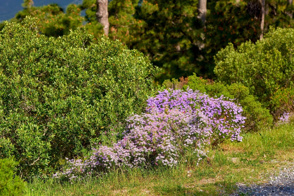 200 Purple Mix Swan River Daisy Seeds - Brachyscome Iberidifolia Flower Seeds - Image 11