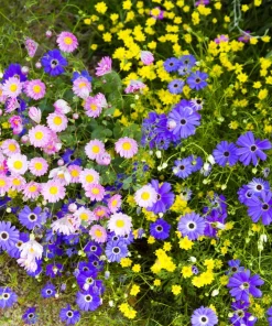 200 Purple Mix Swan River Daisy Seeds - Brachyscome Iberidifolia Flower Seeds - Image 12