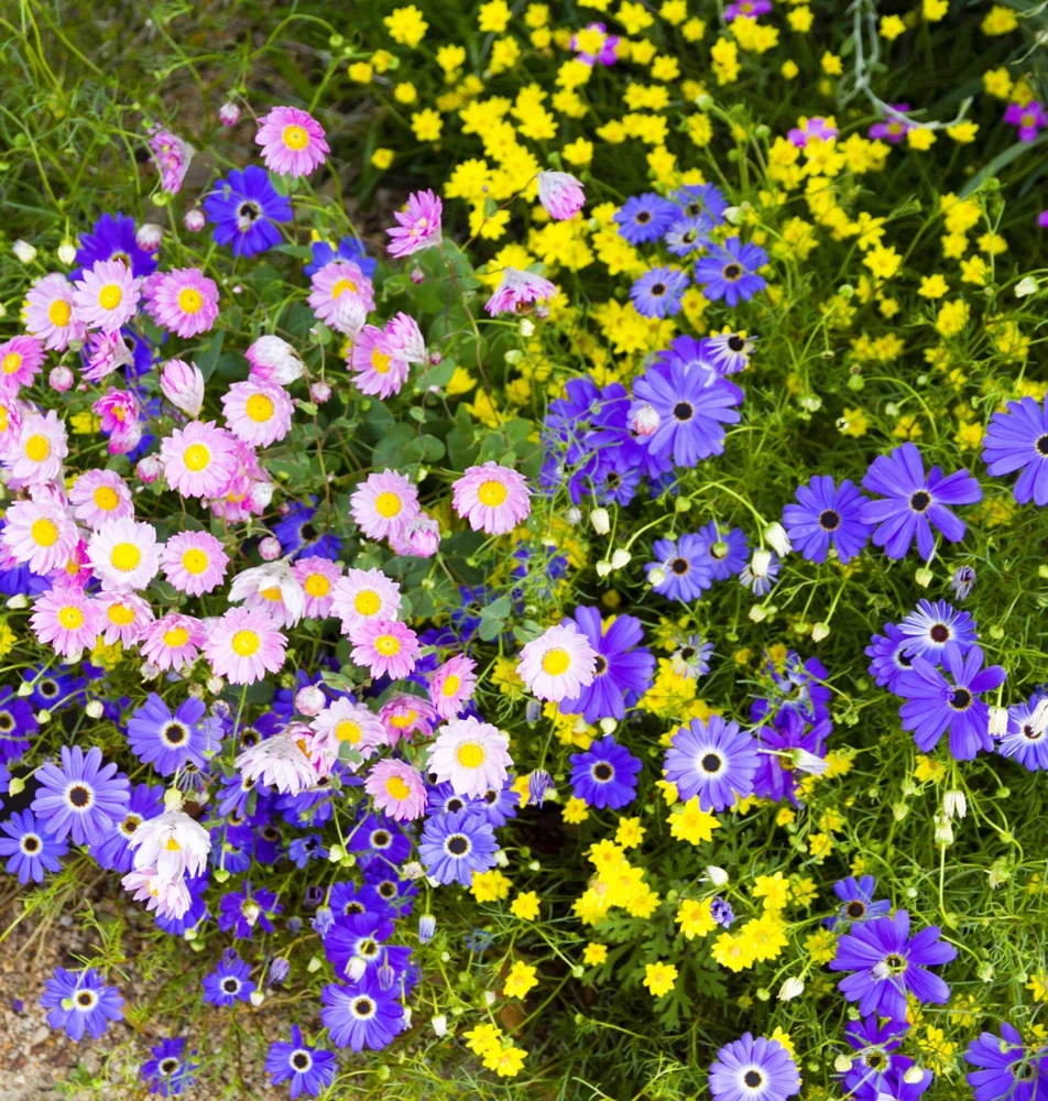 200 Purple Mix Swan River Daisy Seeds - Brachyscome Iberidifolia Flower Seeds - Image 12