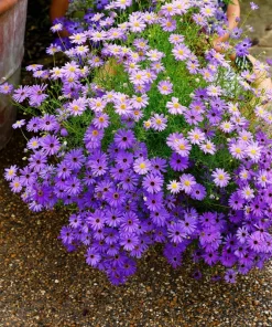 200 Purple Mix Swan River Daisy Seeds - Brachyscome Iberidifolia Flower Seeds - Image 13