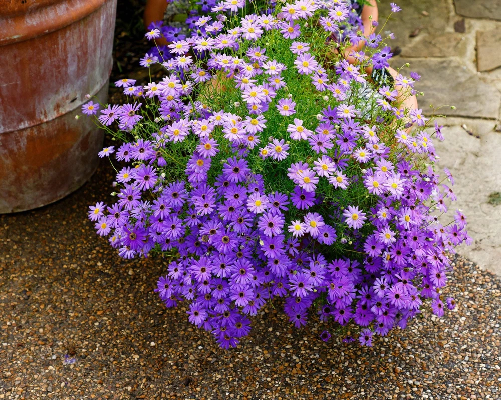 200 Purple Mix Swan River Daisy Seeds - Brachyscome Iberidifolia Flower Seeds - Image 13