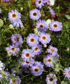200 Purple Mix Swan River Daisy Seeds - Brachyscome Iberidifolia Flower Seeds - Image 14