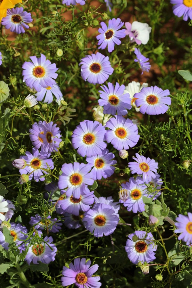 200 Purple Mix Swan River Daisy Seeds - Brachyscome Iberidifolia Flower Seeds - Image 14