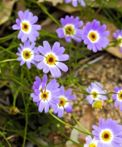 200 Purple Mix Swan River Daisy Seeds - Brachyscome Iberidifolia Flower Seeds - Image 2
