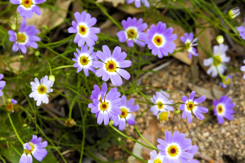 200 Purple Mix Swan River Daisy Seeds - Brachyscome Iberidifolia Flower Seeds - Image 2