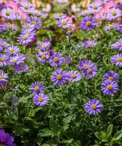 200 Purple Mix Swan River Daisy Seeds - Brachyscome Iberidifolia Flower Seeds - Image 3