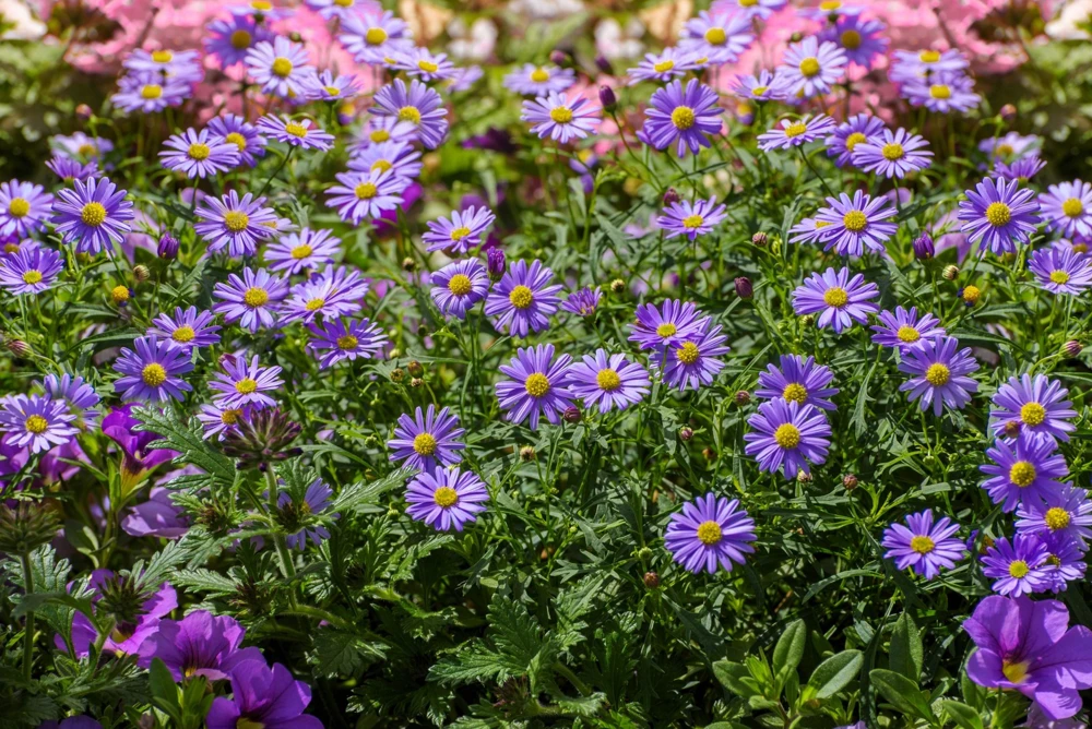 200 Purple Mix Swan River Daisy Seeds - Brachyscome Iberidifolia Flower Seeds - Image 3