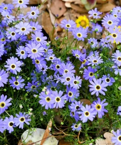 200 Purple Mix Swan River Daisy Seeds - Brachyscome Iberidifolia Flower Seeds - Image 4