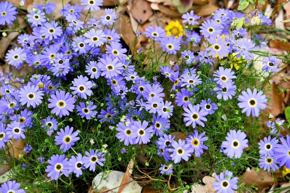 200 Purple Mix Swan River Daisy Seeds - Brachyscome Iberidifolia Flower Seeds - Image 4