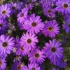 200 Purple Mix Swan River Daisy Seeds - Brachyscome Iberidifolia Flower Seeds - Image 1