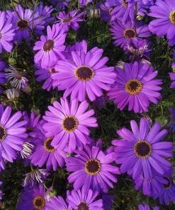 200 Purple Mix Swan River Daisy Seeds - Brachyscome Iberidifolia Flower Seeds - Image 1