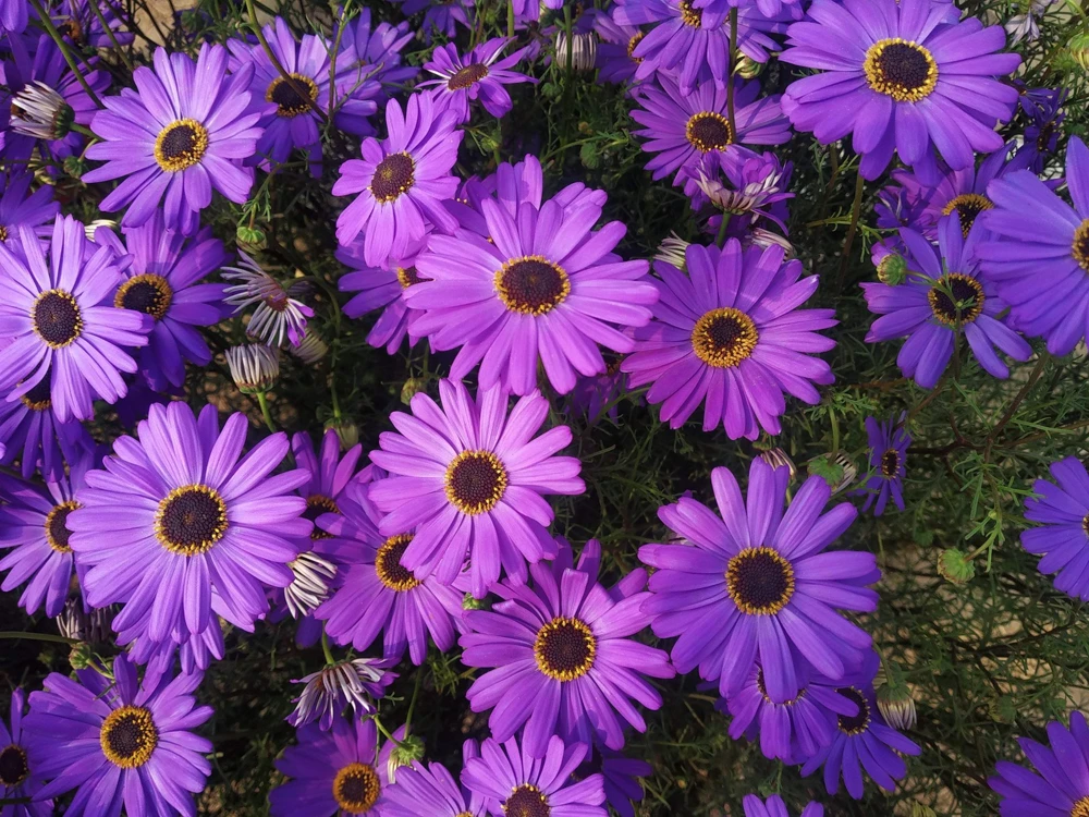 200 Purple Mix Swan River Daisy Seeds - Brachyscome Iberidifolia Flower Seeds - Image 1