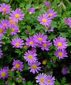200 Purple Mix Swan River Daisy Seeds - Brachyscome Iberidifolia Flower Seeds - Image 5