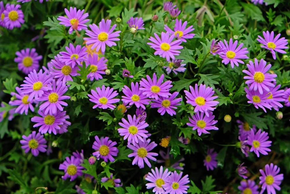 200 Purple Mix Swan River Daisy Seeds - Brachyscome Iberidifolia Flower Seeds - Image 5