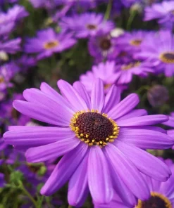 200 Purple Mix Swan River Daisy Seeds - Brachyscome Iberidifolia Flower Seeds - Image 6