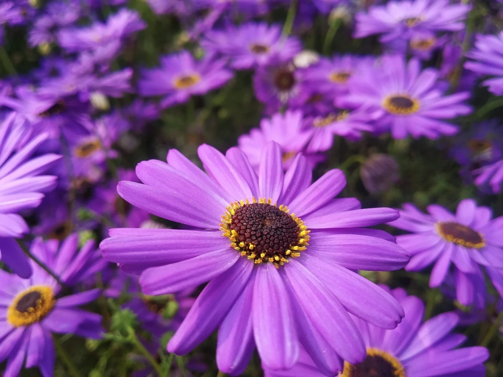 200 Purple Mix Swan River Daisy Seeds - Brachyscome Iberidifolia Flower Seeds - Image 6