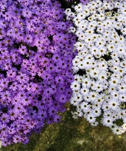 200 Purple Mix Swan River Daisy Seeds - Brachyscome Iberidifolia Flower Seeds - Image 7
