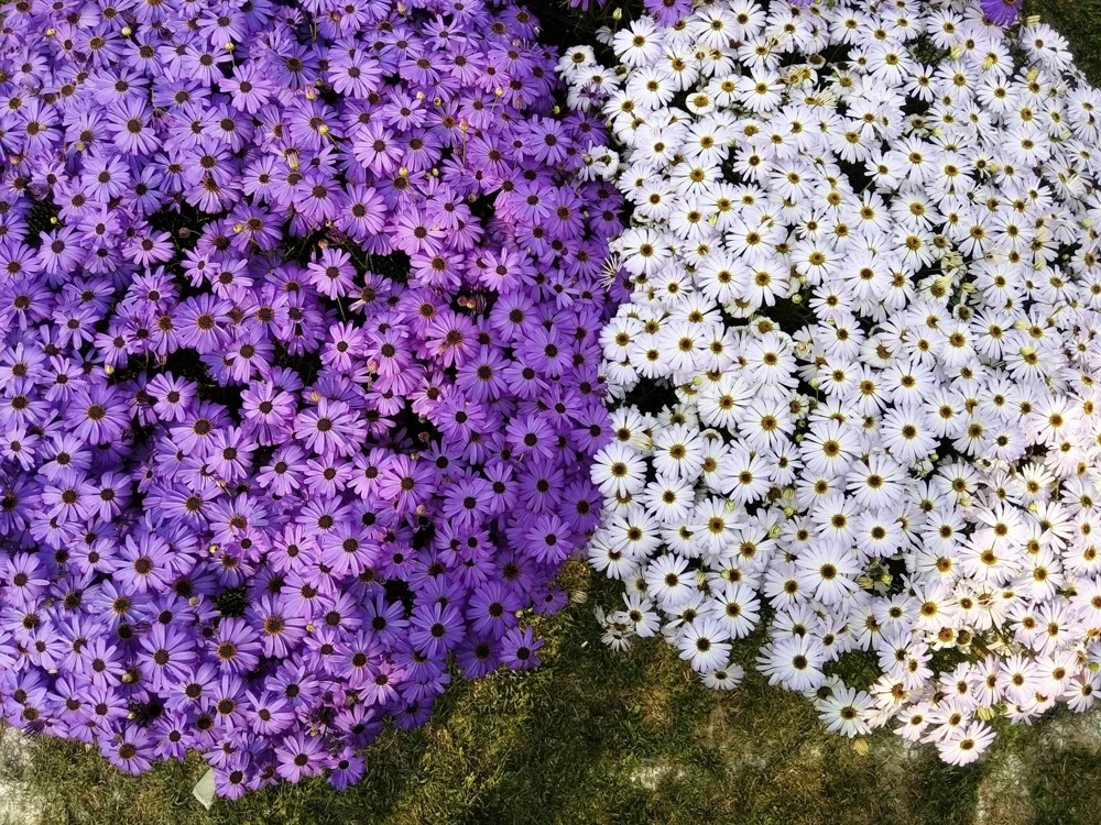 200 Purple Mix Swan River Daisy Seeds - Brachyscome Iberidifolia Flower Seeds - Image 7