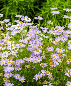 200 Purple Mix Swan River Daisy Seeds - Brachyscome Iberidifolia Flower Seeds - Image 8