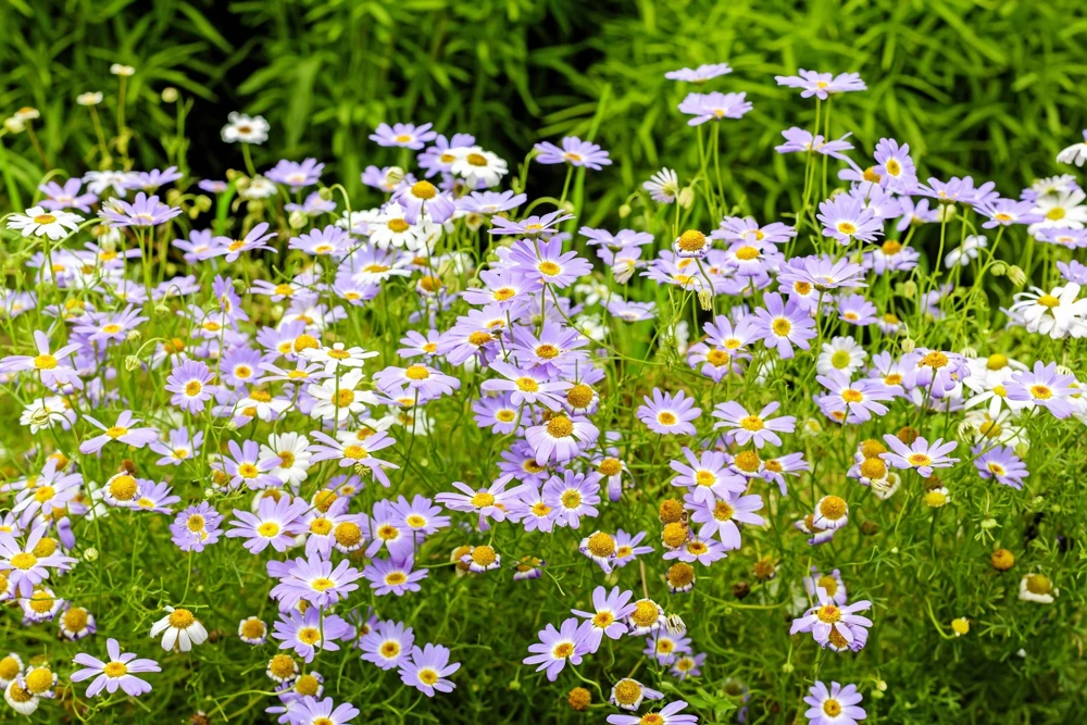 200 Purple Mix Swan River Daisy Seeds - Brachyscome Iberidifolia Flower Seeds - Image 8
