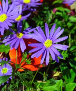 200 Purple Mix Swan River Daisy Seeds - Brachyscome Iberidifolia Flower Seeds - Image 9