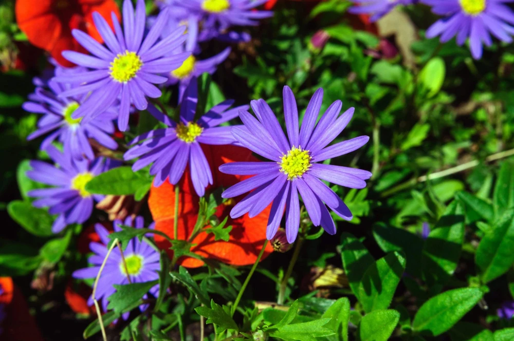 200 Purple Mix Swan River Daisy Seeds - Brachyscome Iberidifolia Flower Seeds - Image 9