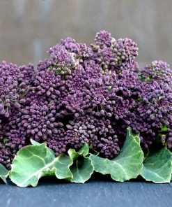 200 Purple Sprouting Broccoli Seeds - Brassica Oleracea Vegetable Seeds - Image 10