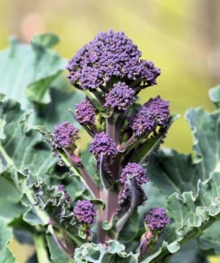 200 Purple Sprouting Broccoli Seeds - Brassica Oleracea Vegetable Seeds - Image 11