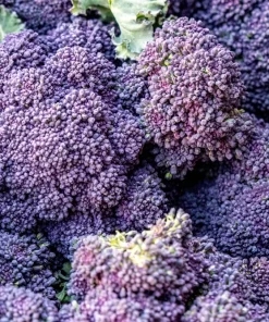 200 Purple Sprouting Broccoli Seeds - Brassica Oleracea Vegetable Seeds - Image 4
