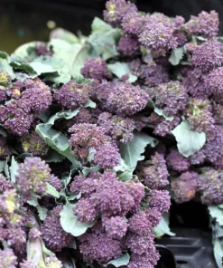 200 Purple Sprouting Broccoli Seeds - Brassica Oleracea Vegetable Seeds - Image 7