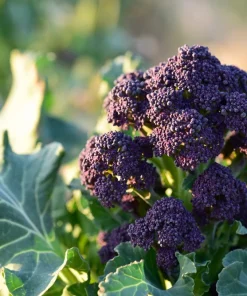 200 Purple Sprouting Broccoli Seeds - Brassica Oleracea Vegetable Seeds - Image 9