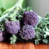 200 Purple Sprouting Broccoli Seeds - Brassica Oleracea Vegetable Seeds - Image 1