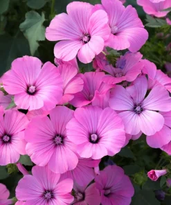 200 Rose Mallow Mix Flower Seeds - Bush Hibiscus Lavatera Trimestris - Image 10