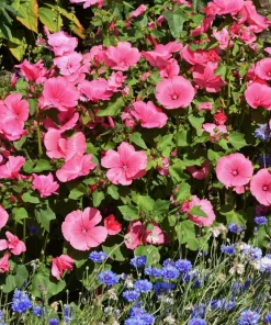 200 Rose Mallow Mix Flower Seeds - Bush Hibiscus Lavatera Trimestris - Image 11