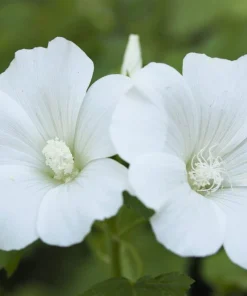 200 Rose Mallow Mix Flower Seeds - Bush Hibiscus Lavatera Trimestris - Image 12
