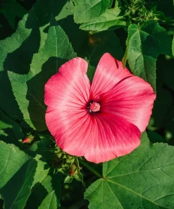 200 Rose Mallow Mix Flower Seeds - Bush Hibiscus Lavatera Trimestris - Image 13